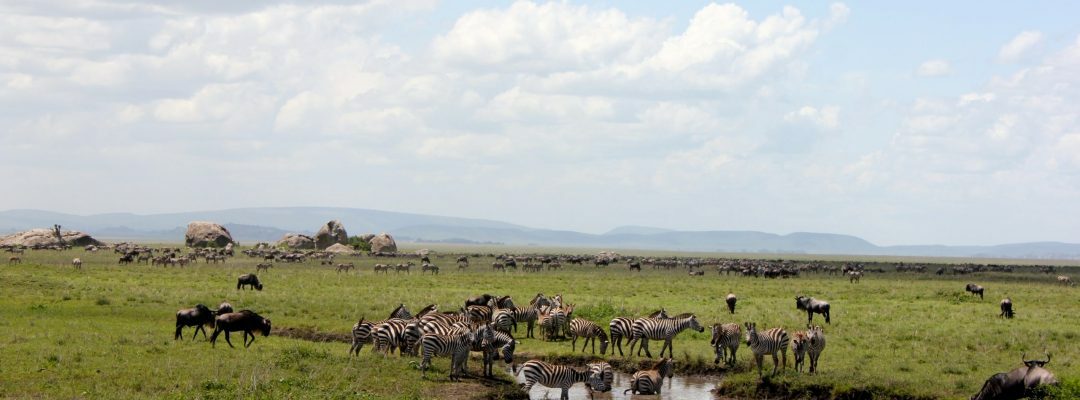 Le Parc National du Serengeti, 1ère attraction de Tanzanie