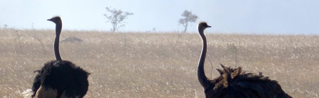 Safari Tanzanie Autruche