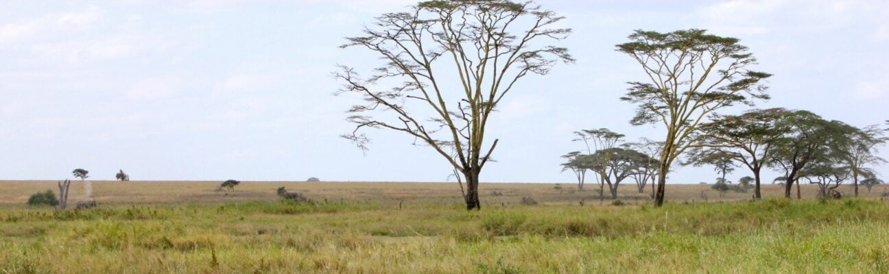 Serengeti