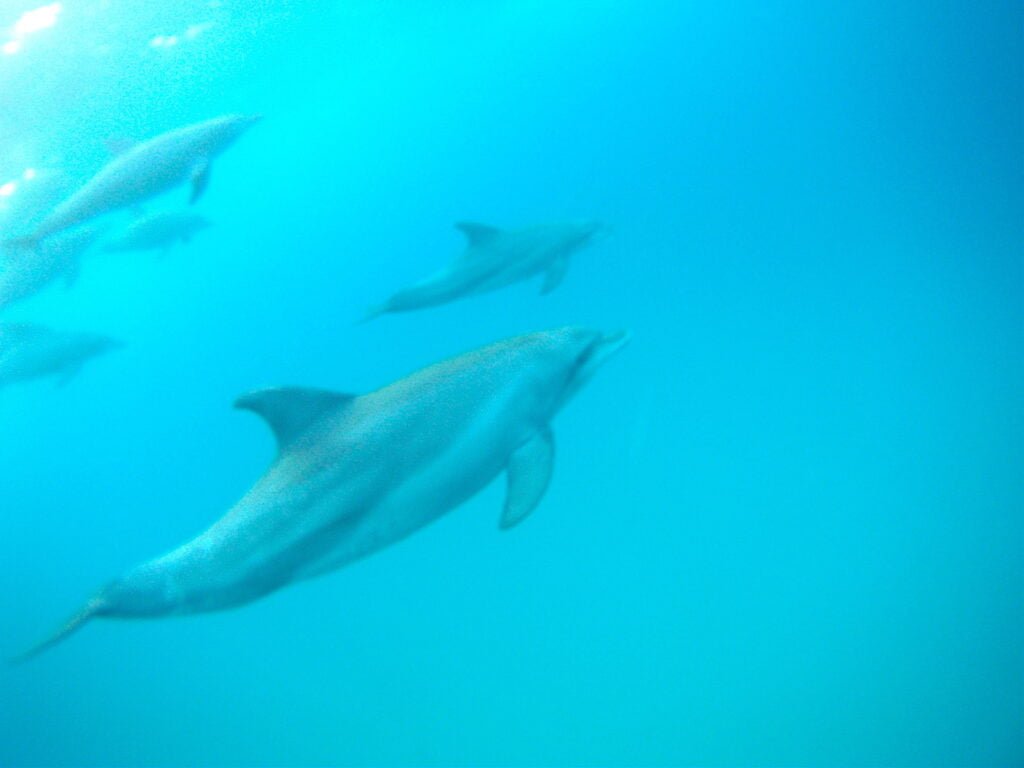 ocean indien plongee