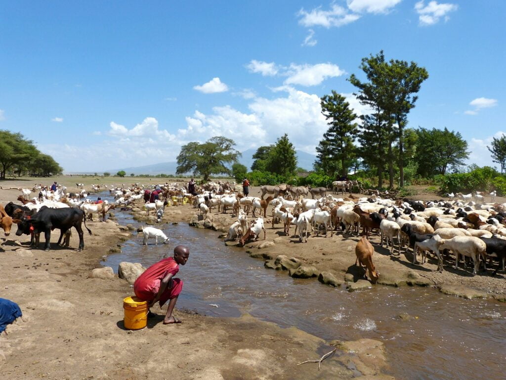 rencontre-safari-natron
