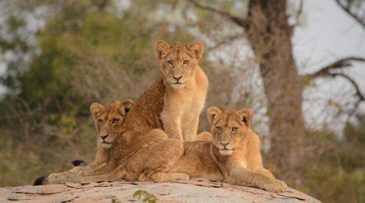 Safari En Tanzanie